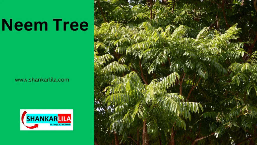 essay on neem tree in marathi